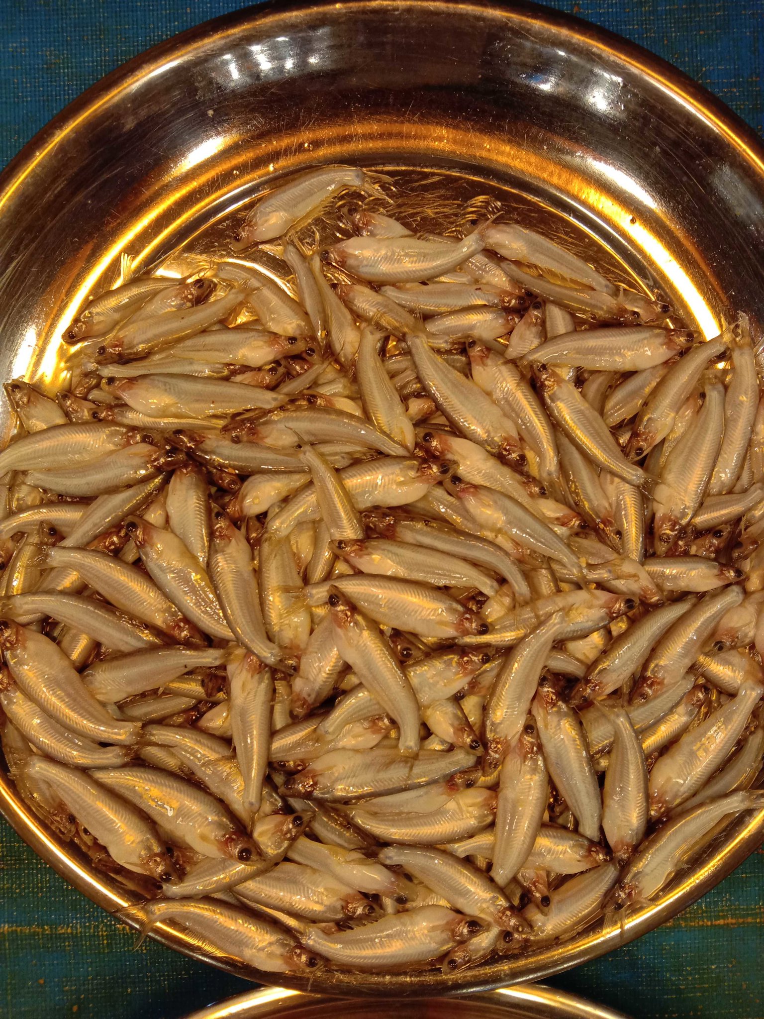 BATASHI 